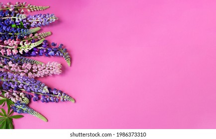Summer background floral banner with lupins. Bouquet top view with copy space on pink background. Pink and purple lupine flowers. Summer wildflower. Lupines of different colors.
