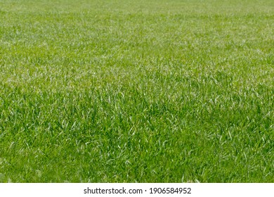 Summer background of fresh green grass close up of grass.Texture or background