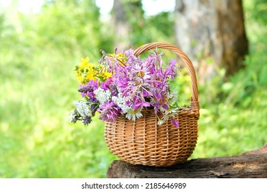 summer background. fresh useful herbs, flowers in wicker basket on tree stump, natural forest background. Healthy medical plants harvest for preparation infusion, tea. organic vitamins of wild nature - Shutterstock ID 2185646989
