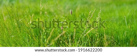 Similar – Image, Stock Photo a little flower blooms on a grassy meadow