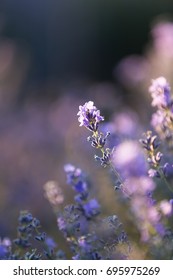 Summer background of lavender  - Shutterstock ID 695975269