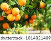 orange orchard