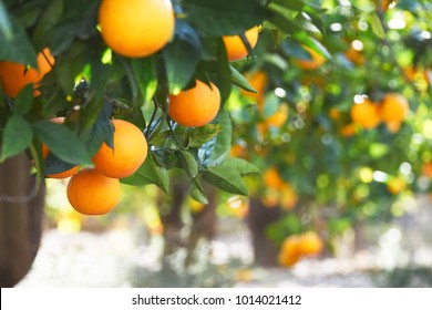 Summer  background. Lemon garden - Shutterstock ID 1014021412