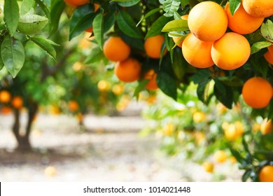 Summer  background. Lemon garden - Shutterstock ID 1014021448