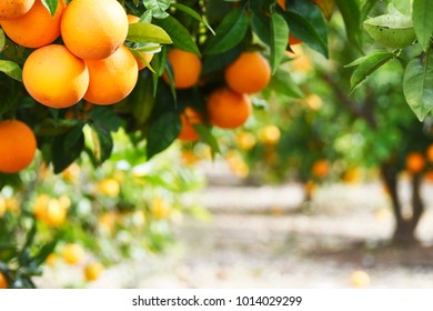 Summer  background. Lemon garden - Shutterstock ID 1014029299