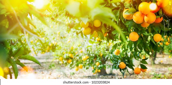 Summer  background. Orange garden