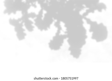 Summer background of plant shadows. Shadow of oak leaves on a white wall. White and black to overlay a photo or mock up. - Shutterstock ID 1805751997