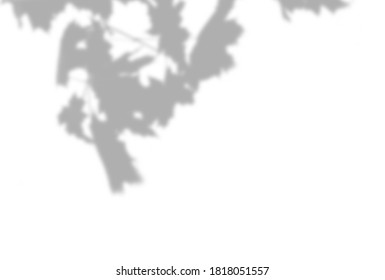 Summer background of plant shadows. Shadow of tree leaves on a white wall. White and black to overlay a photo or mockup. - Shutterstock ID 1818051557