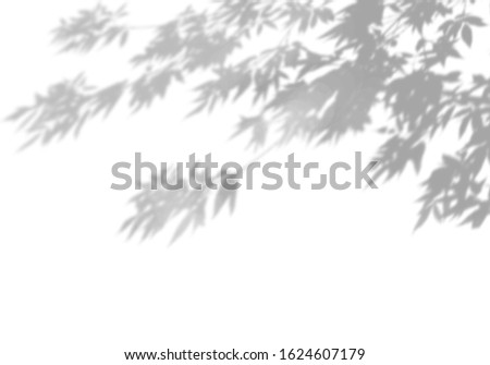 Summer background of shadows of leaf branches on a white wall. Blurry black-and-white image to overlay on a photo or mockup