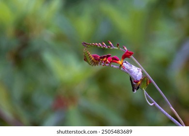 Summer backyard wildlife viewing, tiny and mighty hummingbird feeding on the red flower of a Crocosmia 'Lucifer' plant in bloom in a garden
