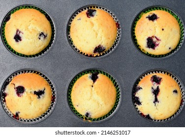 Summer baking - delicious homemade muffins with black currant in colorful paper moulds in baking tray, top view, close up 
