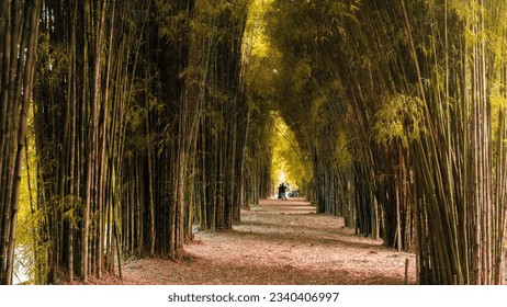 Summer bamboo forest: vivid with sunshine penetrating through lush foliage, running water, chirping, butterflies, and a refreshing ambience; a calm sanctuary.