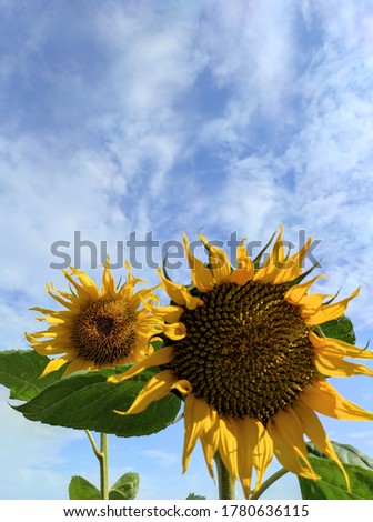 Similar – Image, Stock Photo sunny day Environment