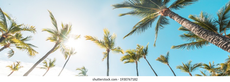 Summer beach background palm trees against blue sky banner panorama, tropical Caribbean travel destination.