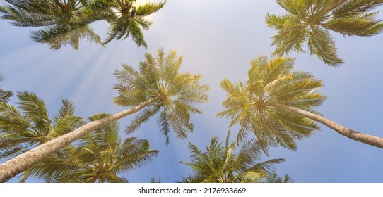 Summer Beach Background Palm Trees Against Sunny Blue Sky Banner Panorama. Tropical Paradise Travel Destination. Exotic Nature Abstract Low Point Of View