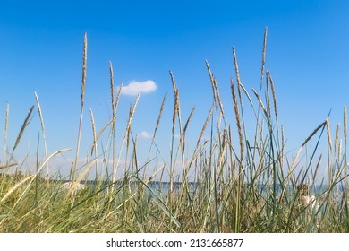 Summer And Beach Life In Southeast Of Sweden On A Sunny Day In July And One Light Airy Cloud. Tourism, Exotic Places, Scandinavia, Rye And Grass, Sea Ocean, Blue Green Beige Tones In Natural Tones