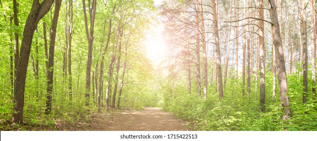 Summer beautiful fresh green deciduous forest with a trail . Panorama.