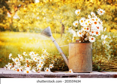 Summer Beautiful Garden With Daisy Flowers