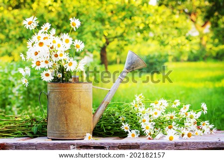 Summer beautiful  garden with daisy flowers