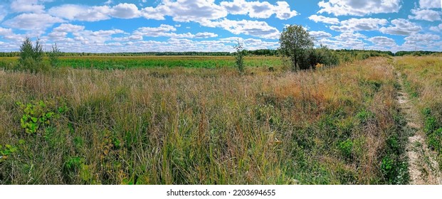 Summer Beautiful Landscape: Sunny Weather, Clear Field, Blue Sky With Bright White Clouds, Grass, Bushes, Forest In The Distance And A Narrow Straight Footpath Leading Forward