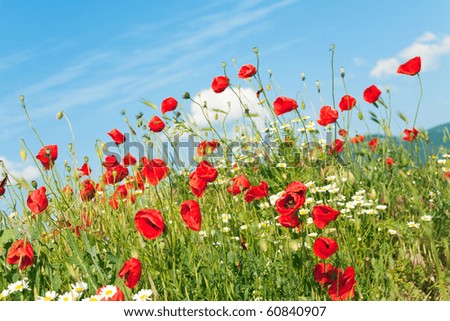 Similar – Image, Stock Photo poppy blossom Poppy field