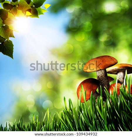 Summer beauty day in the forest. Natural backgrounds with beauty bokeh