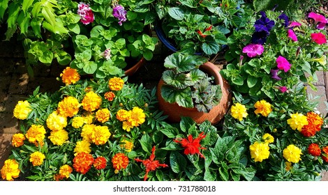 Summer Bedding Plants