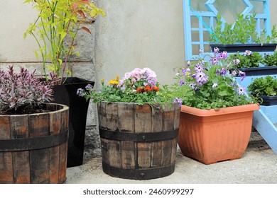 Summer Bedding Plants Blooming In Various Containers In A Home Courtyard. - Powered by Shutterstock