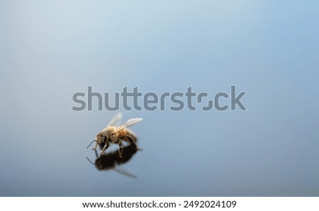 Similar – Image, Stock Photo sum Wild animal Bee Flock