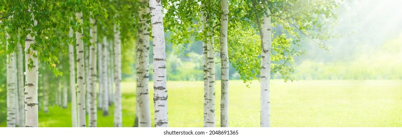 Summer birch forest, beautiful landscape. Birch tree forest, panoramic view