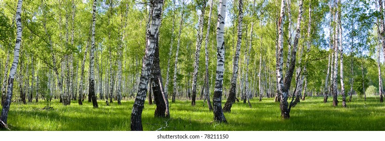 Summer Birch Forest Landscape Panorama