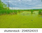 Summer Bloom of Algae in Horicon Marsh in Wisconsin