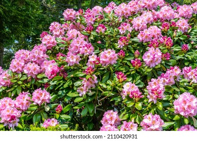 Summer blooming bright pink flowers on a deciduous azalea (rhododendron) shrub in bloom in a garden in May. Some of the flowers are fully opened, the other part is in unopened buds. Evergreen Japanese