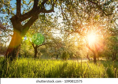 Summer Blossoming Apple Orchard At Sunrise. Bright Warm Sunlight In Green Garden In Early Morning. Trees In Green Garden. Spring Background Of Nature. Grass Glows In Light. Vivid Sunbeams In Garden