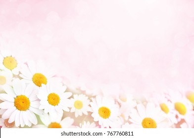Summer blossoming daisies, chamomiles on meadow, selective focus, toned, light bokeh background, pastel and soft flower card