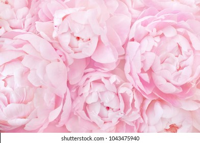 peony background