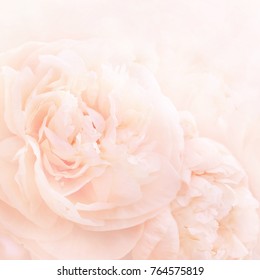 Summer blossoming delicate peony frame, blooming peonies flowers festive background, pastel and soft floral card, selective focus, shallow DOF