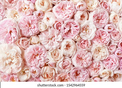Flores rosa delicadas florecientes