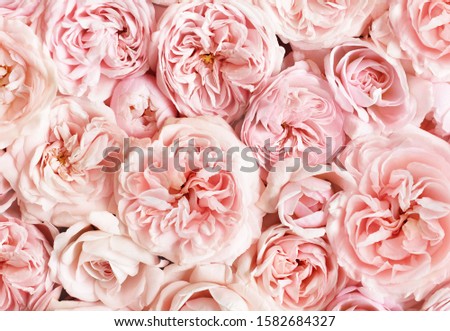 Summer blossoming delicate rose blooming flowers festive background, pastel and soft bouquet floral card, selective focus, toned	
