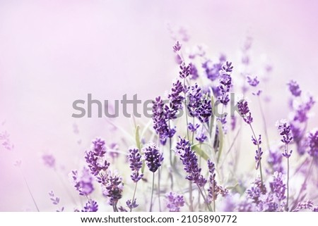 Similar – Image, Stock Photo Field with lavender