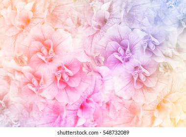 Summer blossoming petunias, selective focus, shallow DOF, toned, light and heart bokeh background, pastel and soft card