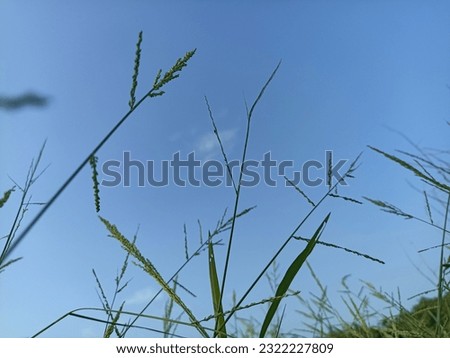 Summer blue sky light gradient clouds white background. Cloudy clear beauty in serene sunlight sunny winter air background. Gloomy cyan landscape vivid in the wind spring sky day environment  