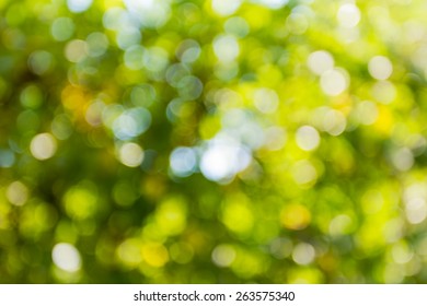 Summer Bokeh, Beautiful Bright Background