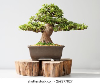 summer bonsai azalea tree - Powered by Shutterstock