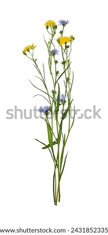 Summer bouquet of wildflowers. Yellow wildflowers and blue chicory isolated on white background. Element for creating design, postcard, pattern, floral arrangement, wedding cards and invitations.