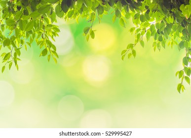 Summer Branch Fresh Green Leavesgreen Energycolor Stock Photo 529995427 ...