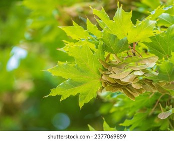 Summer branches of maple tree with green leaves and seeds. Summer background with copy space. Close-up of maple seeds, disamaras