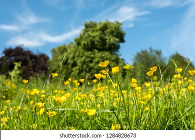 Summer Buttercup Field