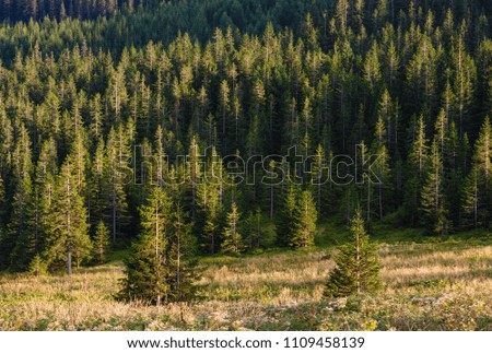 Similar – Image, Stock Photo Raspberry bush in the the farm