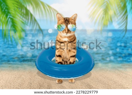 Summer cat in sunglasses on the background of the sea. Vacation at a seaside resort.